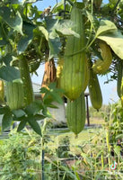 Loofah Seeds